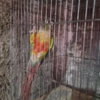 گرینجیک. طوطی کتوله. کبوتر|پرنده|زرند, |دیوار