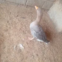 غاز ماده