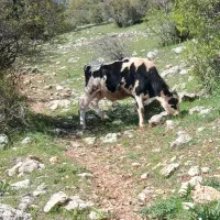 گوساله نر جنس خالص