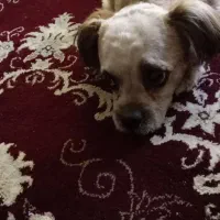 سگ نژاد میکس شیتزو تریر