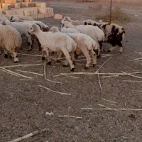 بره چاق پلوار کشتاری 370کیلویی|حیوانات مزرعه|ارزوئیه, |دیوار