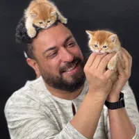 گربه بریتیش گلد