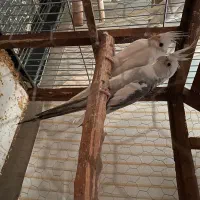 عروس مولد به شرط