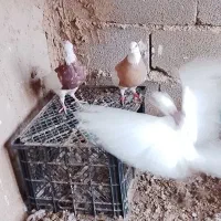 تعدادی کبوتر طوقی.  قیمت مناسب به فروش می‌رسد|پرنده|هلالی, |دیوار