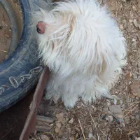 سگگ اصل شیتزو|سگ|خوی, |دیوار