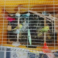 مرغ عشق سالم و زیبا و آواز خوان