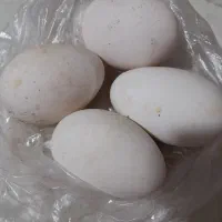 تخم قوغاز بزرگ نطفه دار