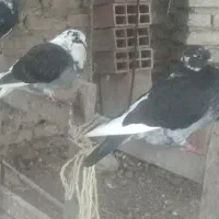 کبوتر