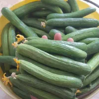 خیار ریز وقلمی برای خیارشوری