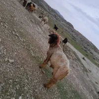 نرمیش|حیوانات مزرعه|باغ ملک, |دیوار