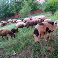 گوسفند گله گرد کم چربی به ضمانت مرجوعی وخونی|حیوانات مزرعه|مشهد, نوید|دیوار