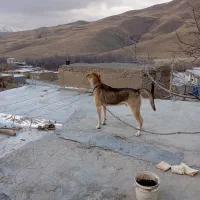 فروش سگ نگهبان
