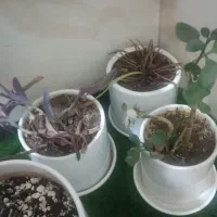 چند عدد گلدون همه سالم