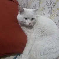 گربه نژادداررایگان