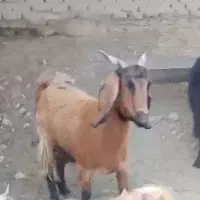 بز مری چاق باکهره نر بزرگ