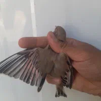 سهره.قناری.مرغ عشق.فنچ|پرنده|شیراز, شهرک نیروی انتظامی|دیوار