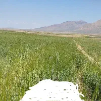 زمین-کشاورزی-روستای-دربند-1200-متری-برجاده-آسفالت