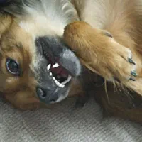 دزدیده شده|حیوانات|تهران, جنتآباد مرکزی|دیوار