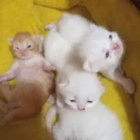 گربه پرشین هیمالین نر وماده15 با پامر معاوضه میکنم|گربه|کرمان, |دیوار