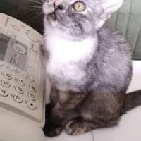 گربه اسکاتیش بریتیش|گربه|گنبد کاووس, |دیوار