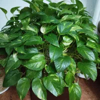 گل پتوس|گل و گیاه طبیعی|فولادشهر, مسکن مهر فولادشهر|دیوار