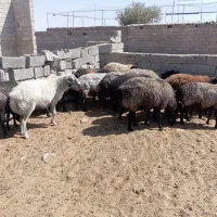 ۱۷راس میش آبستن گوسفند