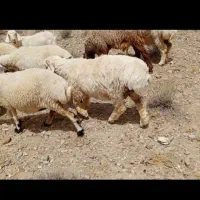 گوسفند|حیوانات مزرعه|ارزوئیه, |دیوار