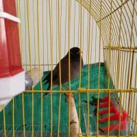 مرغ مینا رام رام ه۸ماهه