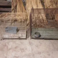 قفس پرنده بفروش میرسد