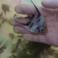 انجل کوی ماربل