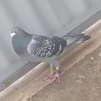 نر عراق شماره تلفن دار 2023