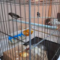 یک جفت فنج بنگال اصیل سالم سرحال