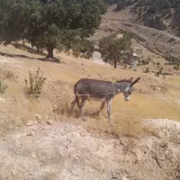 فروشی یک عدد الاغ ماده