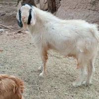 نری