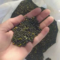 ماش باکیفیت ـ ارزان