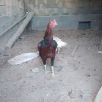 خروس لاری اصیل