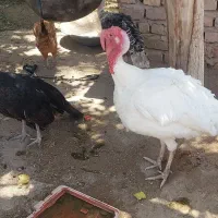خروس