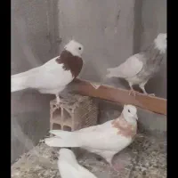 7عددجوجه طوقی