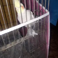 عروس هلندی جفت