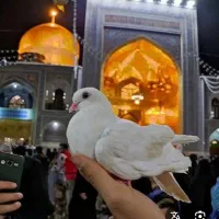 تورمشهدمقدس (بایک سوم پیش پرداخت درانتظارشما