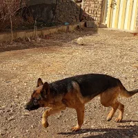 سگ ژرمن|سگ|دشتابی, |دیوار