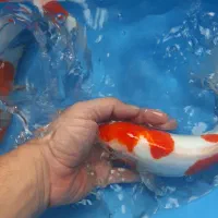 کوی دویتسو و اصیل|ماهی|تهران, دریاچه شهدای خلیج فارس|دیوار