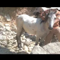 فروش اسب|اسب و تجهیزات اسبسواری|دوگنبدان, |دیوار