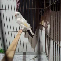 قناری نر سفید جوان|پرنده|رشت, پل تالشان|دیوار