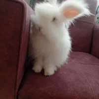 خرگوش لوپ و عروس هلندی|موش و خرگوش|یزد, |دیوار