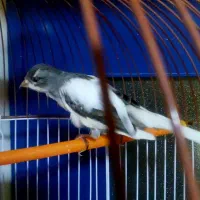 ماده اماده جذاب