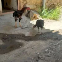 مرغ خروس