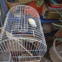 عروس هلندی|پرنده|اصفهان, مفتح|دیوار