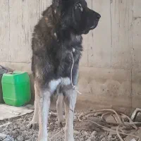 قره باش سرابی ذات قدیم|سگ|آشخانه, |دیوار