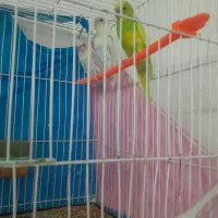 مرغ عشق|پرنده|تربت‌حیدریه, داروپخش|دیوار